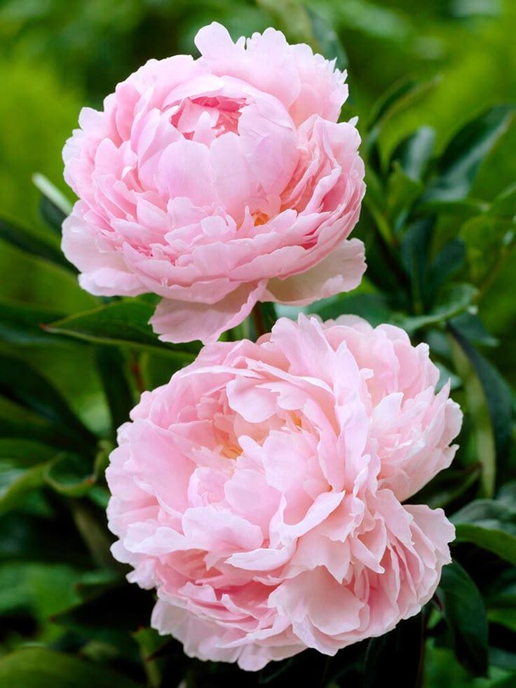 Celestial Elegance Spring Symphony
